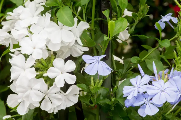 Plumbago auriculata alba and Plumbago auriculata