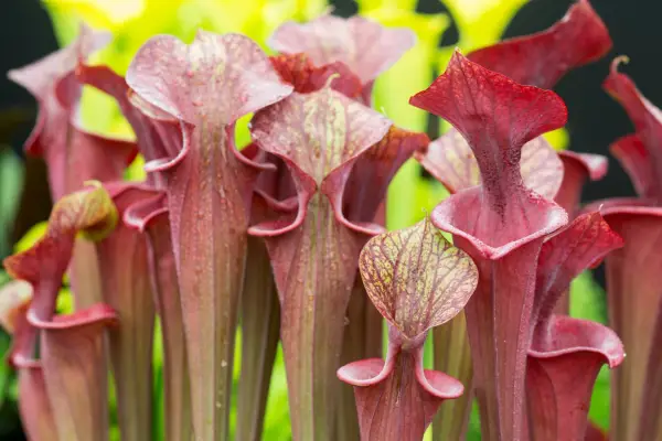 Pitcher plant, Sarracenia flava var. atropurpurea