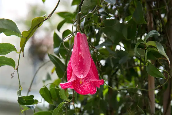 Lapageria rosea 