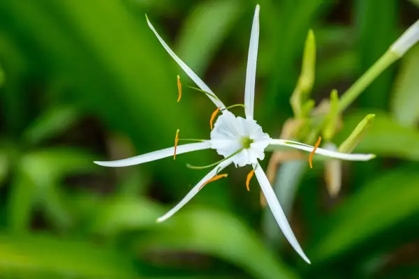 White Hymenocallis speciosa flower. Photo: Getty Images.