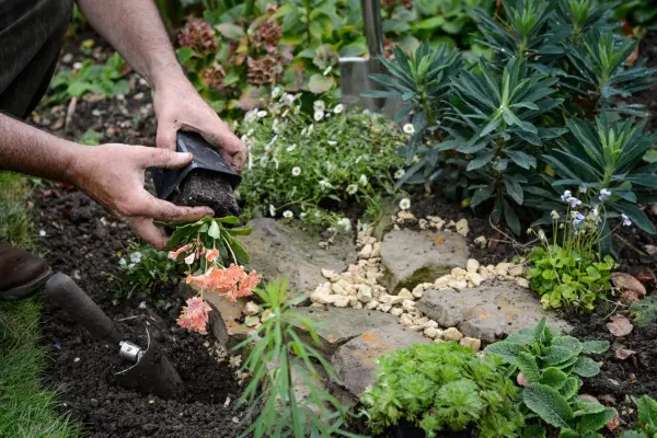 Planting up the basking area