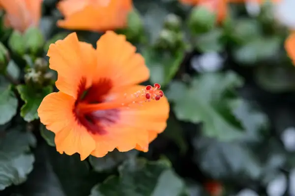 Hibiscus Rosa Sinensis 