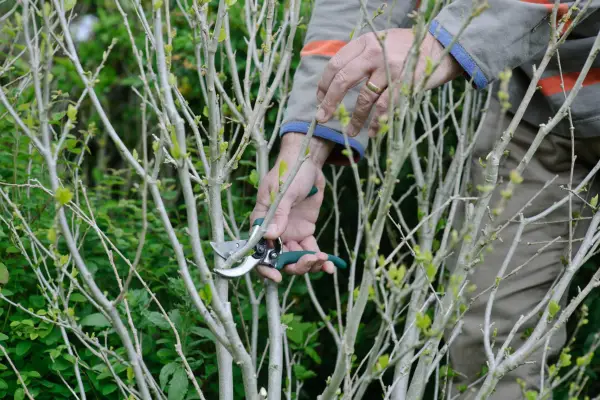 Pruning rose of Sharon to keep it in shape