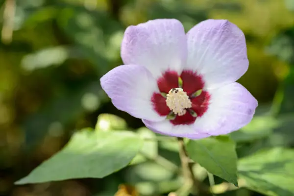 Hvordan man vokser hibiscus