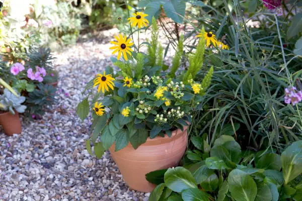 Hypericum growing with rudbeckia in a pot