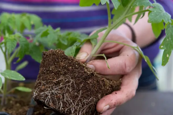 Potting on tomatoes - removing the seedlings from their pots