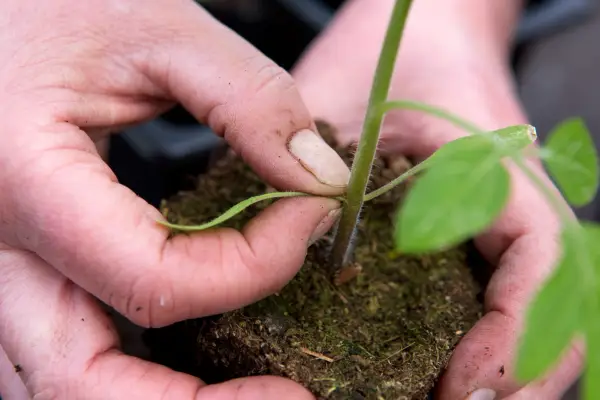 Potting on tomatoes - removing the first set of true leaves