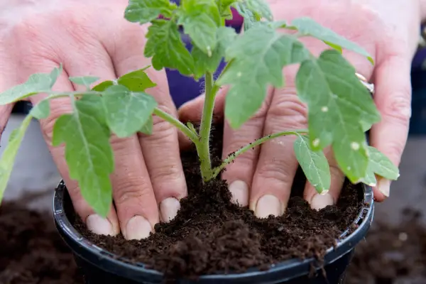 Potting on tomatoes - planting the young seedlings
