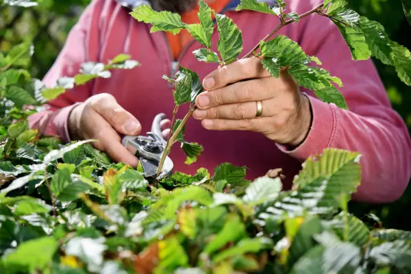 Pruning back each hedge shoot