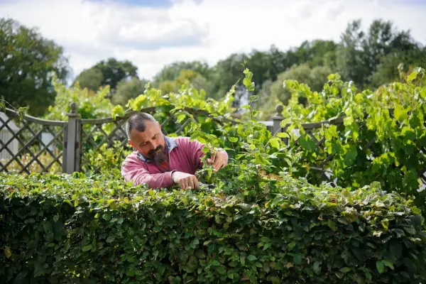 Pruning the hedge