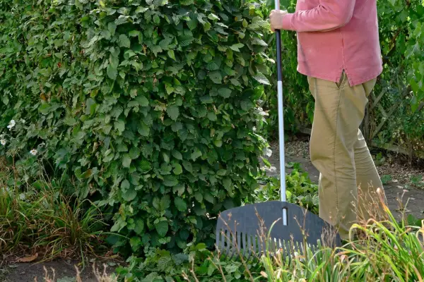 Raking up hedge prunings