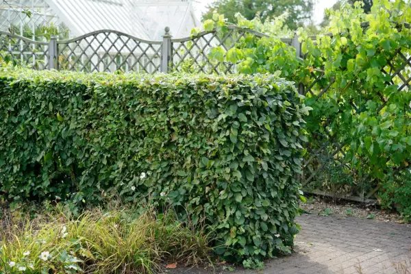 How to prune beech and hornbeam hedges