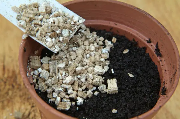 How to sow tomato seeds - adding vermiculite over the seeds