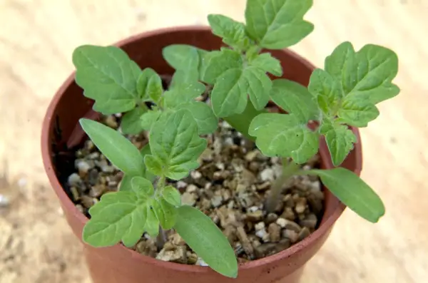 How to sow tomato seeds - tomato seedlings