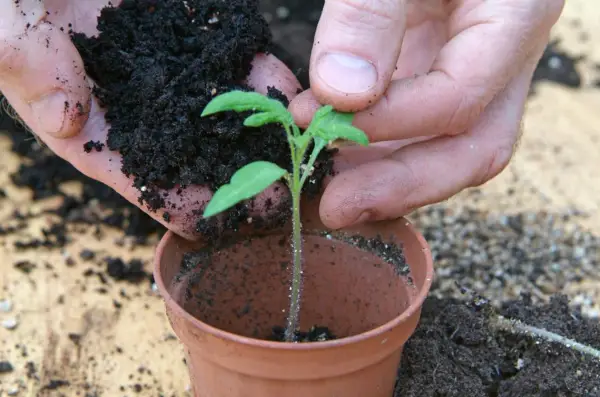 How to sow tomato seeds - potting on the tomato seedlings