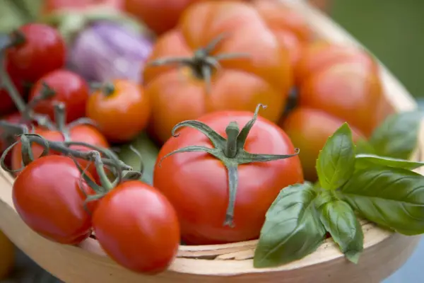 How to sow tomato seeds