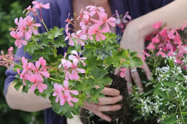 Planting the pelargonium