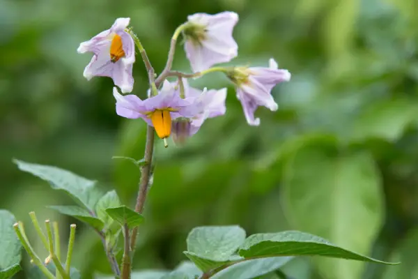 Potato flowers