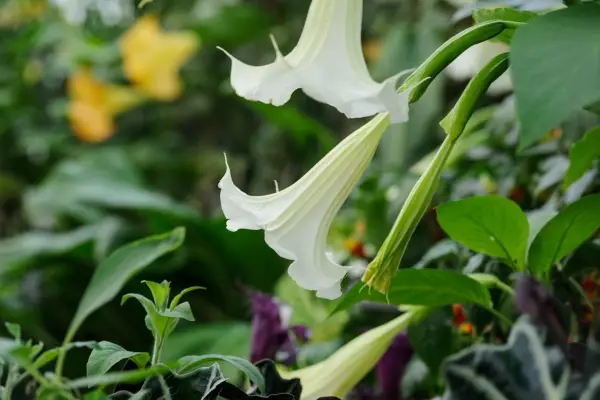 Brugmansia suaveolens 