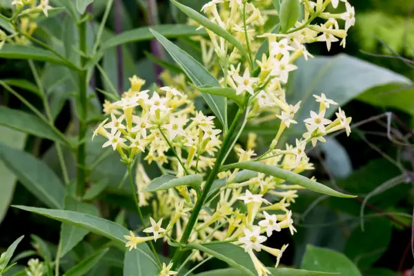 Cestrum flowers
