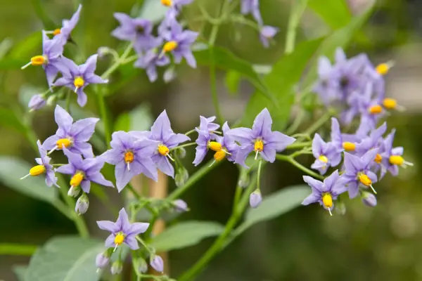 Solanum crispum 