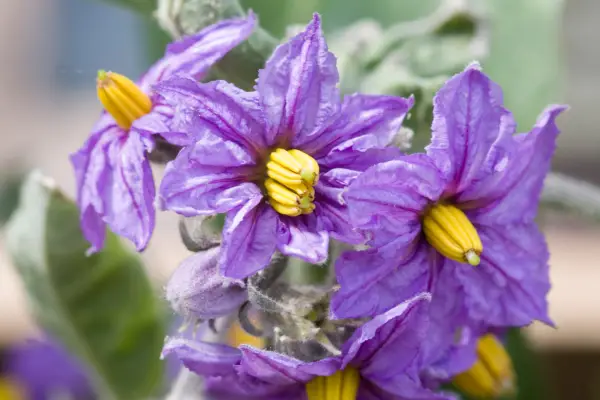 Aubergine flowers, Solanum melongena