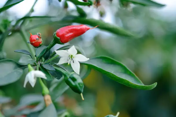 Capsicum annuum flowers and fruit