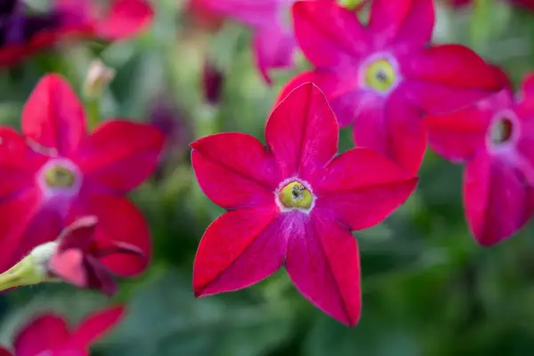 Famílias de plantas: Solanaceae