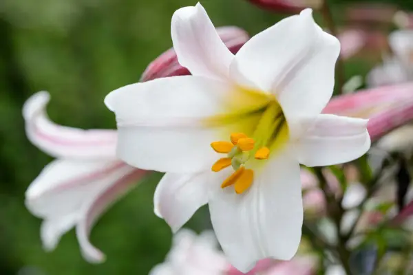 Plant families - Liliaceae