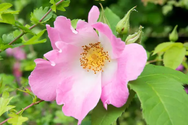 Plant families, Rosaceae