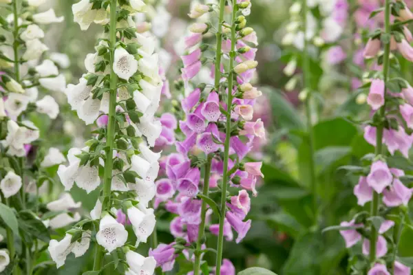 Plant families - Scrophulariaceae