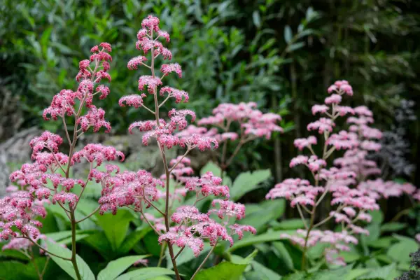 Plant families - Saxifragaceae