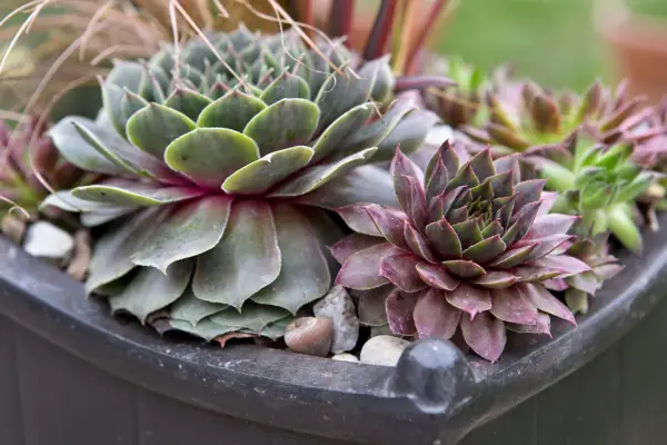 Plant families - Crassulaceae