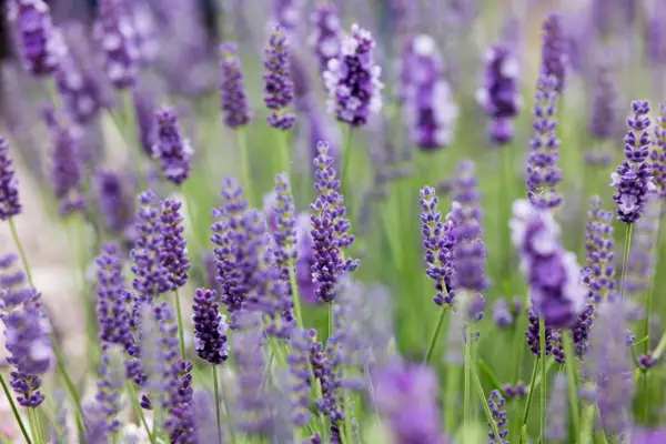 Plant families - Lamiaceae