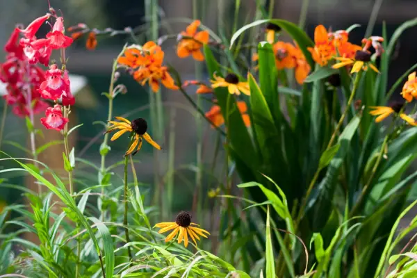 Crocosmia, Penstemon a Rudbeckia Pot Display