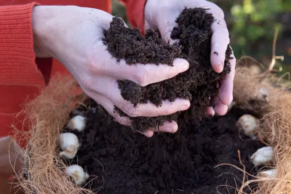How to create a hanging muscari ball - adding compost to the basket