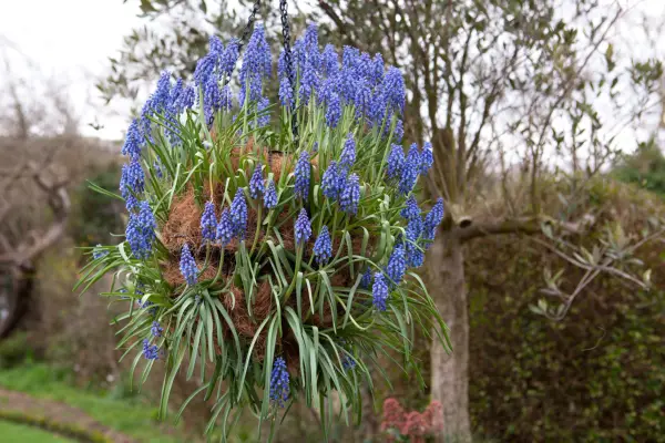 How to create a hanging muscari ball - finished muscari ball
