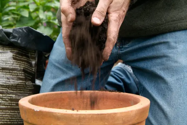 Adding compost to the container
