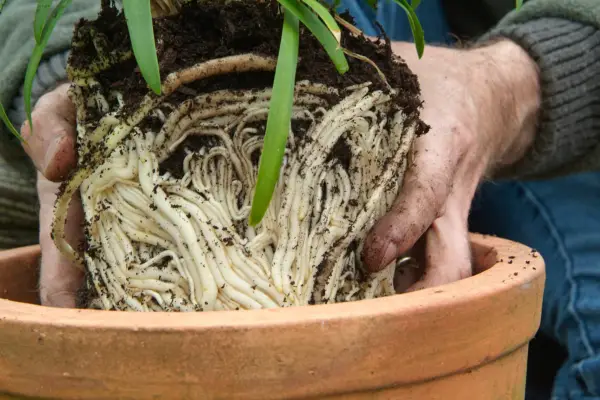 Planting the agapanthus in the container