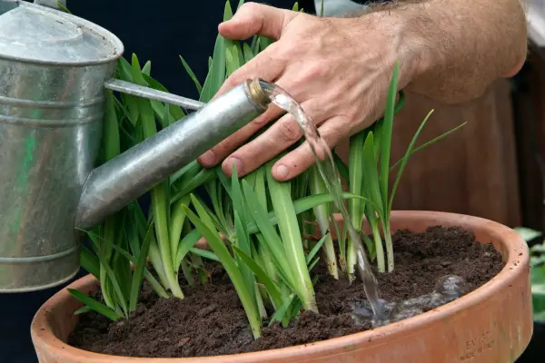 Watering the agapanthus