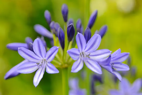 Agapanthus flowers