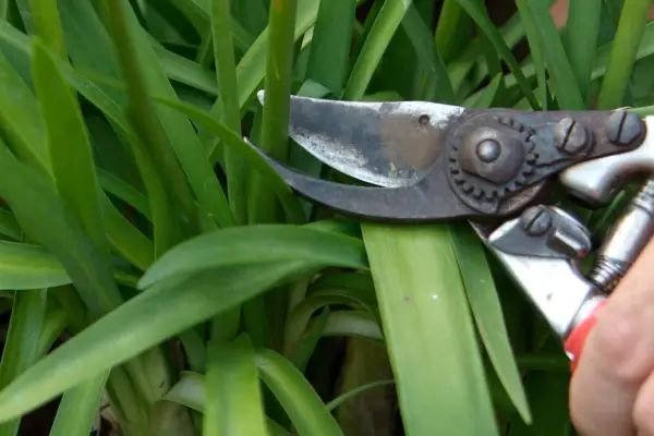 Removing spent flower stems