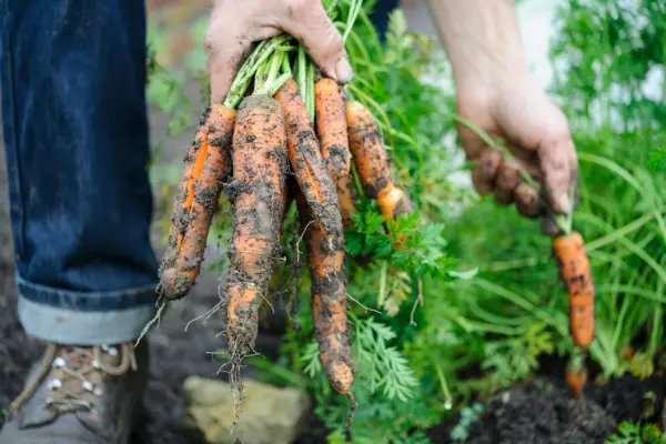 How to grow carrots - harvesting carrots