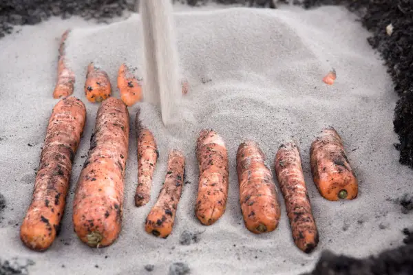 Laying carrots on sand to make a 