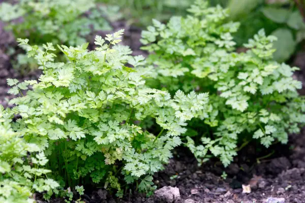 Chervil growing in a garden border