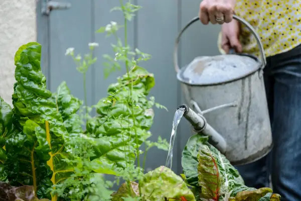 Watering chervil