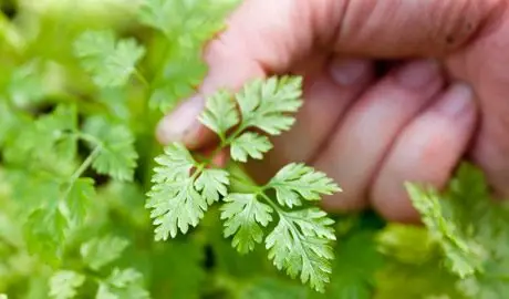 Chervil