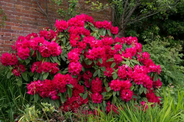 How to grow rhododendrons - where to plant rhododendrons