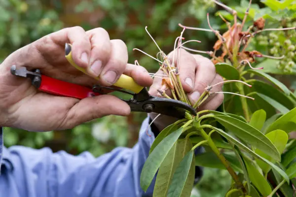 How to grow rhododendrons - how to care for rhododendrons