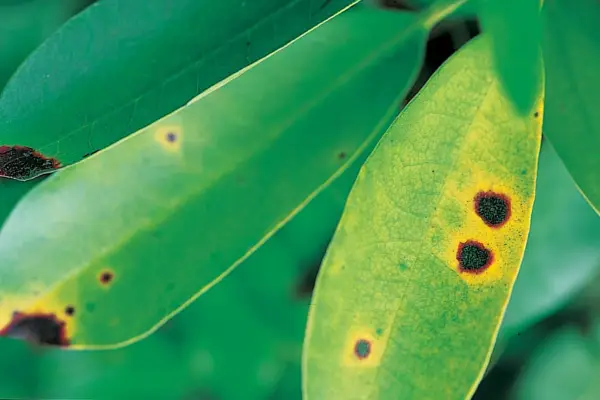 How to grow rhododendrons - rhododendron leaf spot
